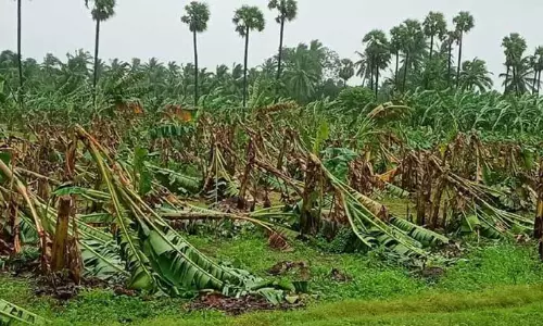 ஆரணி அருகே புயல் மழையில் 1 லட்சம் வாழைகள் சாய்ந்து நாசம்- விவசாயிகள் கண்ணீர்