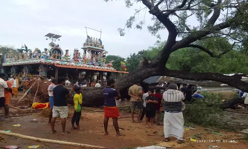பண்ருட்டியில் மாண்டஸ் புயல் காரணமாக 100 ஆண்டு பழமைவாய்ந்த வேப்பமரம் வேரோடு சாய்ந்தது