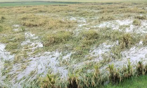 அறுவடைக்கு தயாராக இருந்த நெற்பயிர்கள் நீரில் மூழ்கி சேதம்