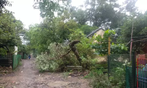 காஞ்சிபுரத்தில் அதிகபட்சமாக 18.9 செ.மீ. மழை கொட்டியது- மரங்கள் விழுந்ததால் மின்சாரம் துண்டிப்பு