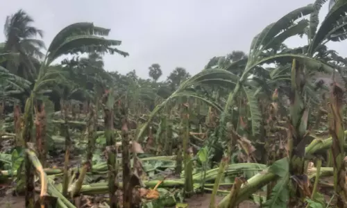 ராணிப்பேட்டை மாவட்டத்தை புரட்டி போட்ட புயல்: குடியிருப்பு பகுதியில் வெள்ளம்- வாழைகள் நாசம்