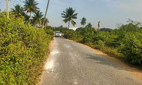 சூளகிரி கொள்ளப்பள்ளி-எனுசோனை  சாலையின் இருபுறமும் முள் புதர்கள்  வாகன ஒட்டிகள்,பொதுமக்கள் அவதி