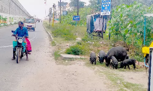 சூளகிரி தேசிய நெடுஞ்சாலையில்    அடிக்கடி கடக்கும் பன்றிகள்-அச்சத்துடன் பயணிக்கும் வாகன ஓட்டிகள்
