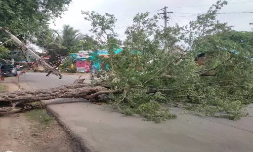 ஆரணி-வந்தவாசி சாலையில் மரம் சாய்ந்து விழுந்தது