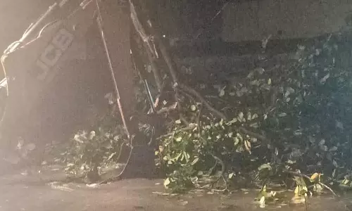 தாம்பரத்தில் 60 மரங்கள் முறிந்து விழுந்தது