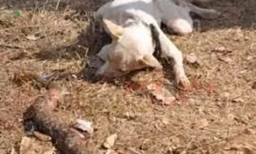 மர்மபொருள் வெடித்து நாய் சாவு