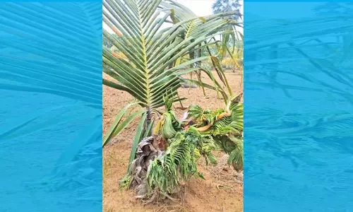 ராதாபுரம் பகுதிகளில் தென்னை மரங்களை தாக்கும் மர்ம நோய் - விவசாயிகள் வேதனை