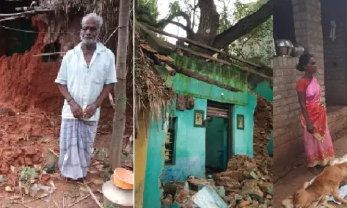 பண்ருட்டியில்  புயல், மழைக்கு கன்றுகுட்டி பரிதாப பலி