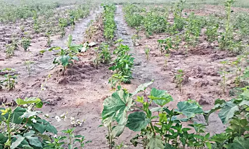 மழை பெய்ததால் விவசாயிகள் மகிழ்ச்சி