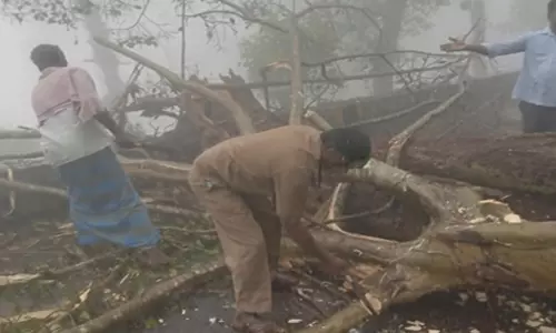 ஏற்காட்டில் இடை விடாத மழை மின்கம்பங்கள், மரங்கள் ரோட்டில் சாய்ந்தன