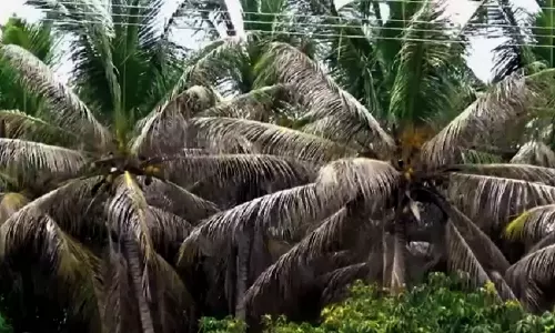 உடன்குடி, திருச்செந்தூர் வட்டாரத்தில் தென்னைமரத்தில் வாடல் நோயை  கட்டுப்படுத்தும் வழிமுறைகள் - வேளாண்மை துறை அதிகாரி விளக்கம்