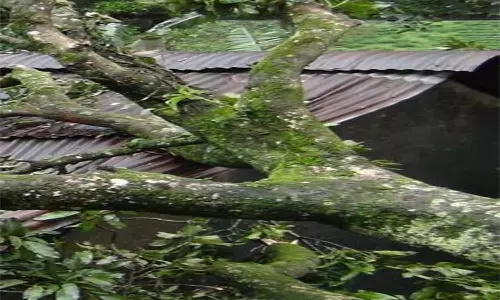 வீட்டின் மீது மரம் விழுந்தது