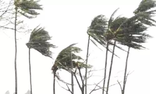 வாணியம்பாடியில் சாலையில் விழுந்த மரம்