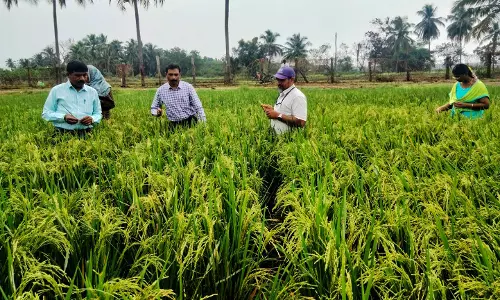 வேளாண்மை ஆராய்ச்சி நிலையத்தில் கண்காணிப்புக்குழு ஆய்வு