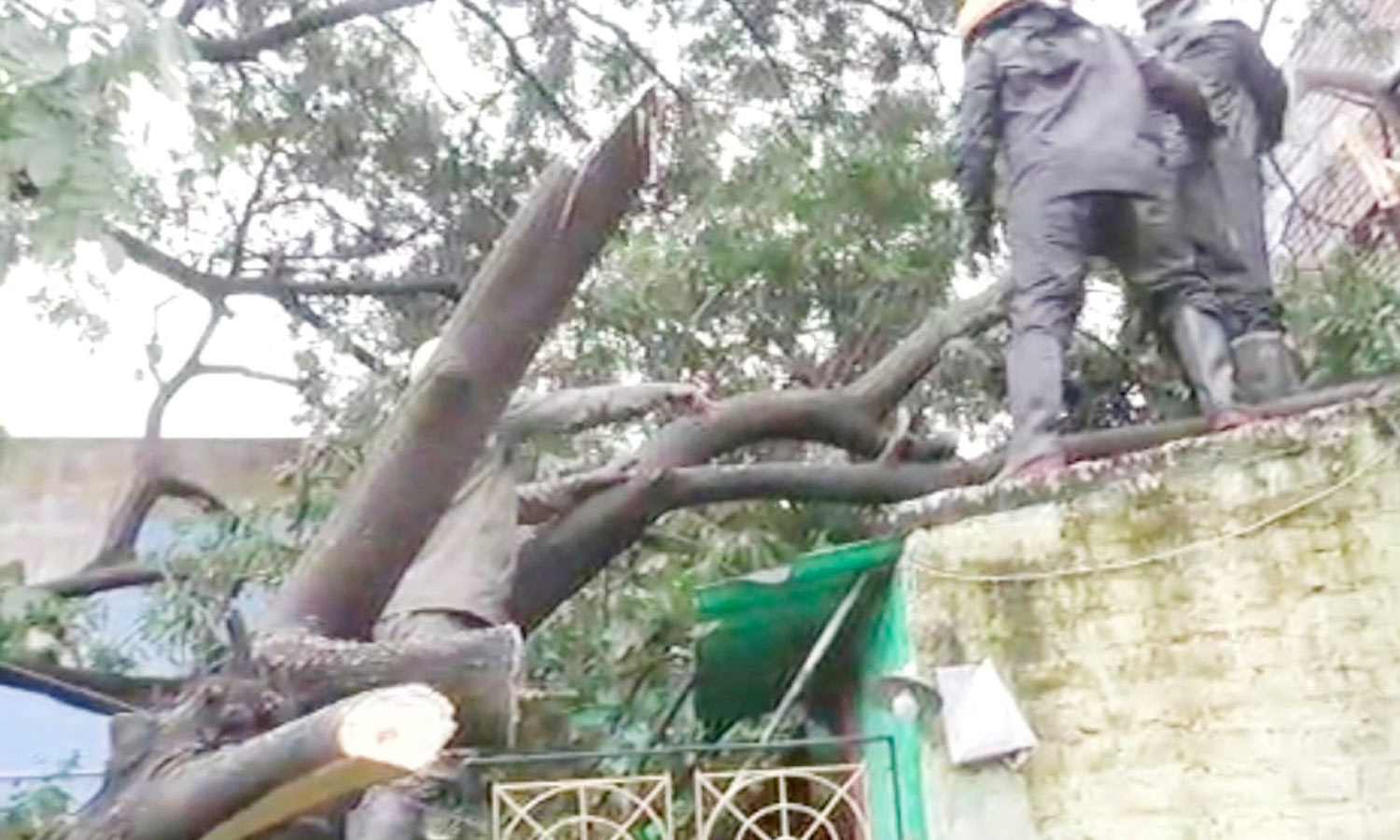 Cyclone ‘Mandus’ impact – 644½ tonnes of wood debris removed in Chennai