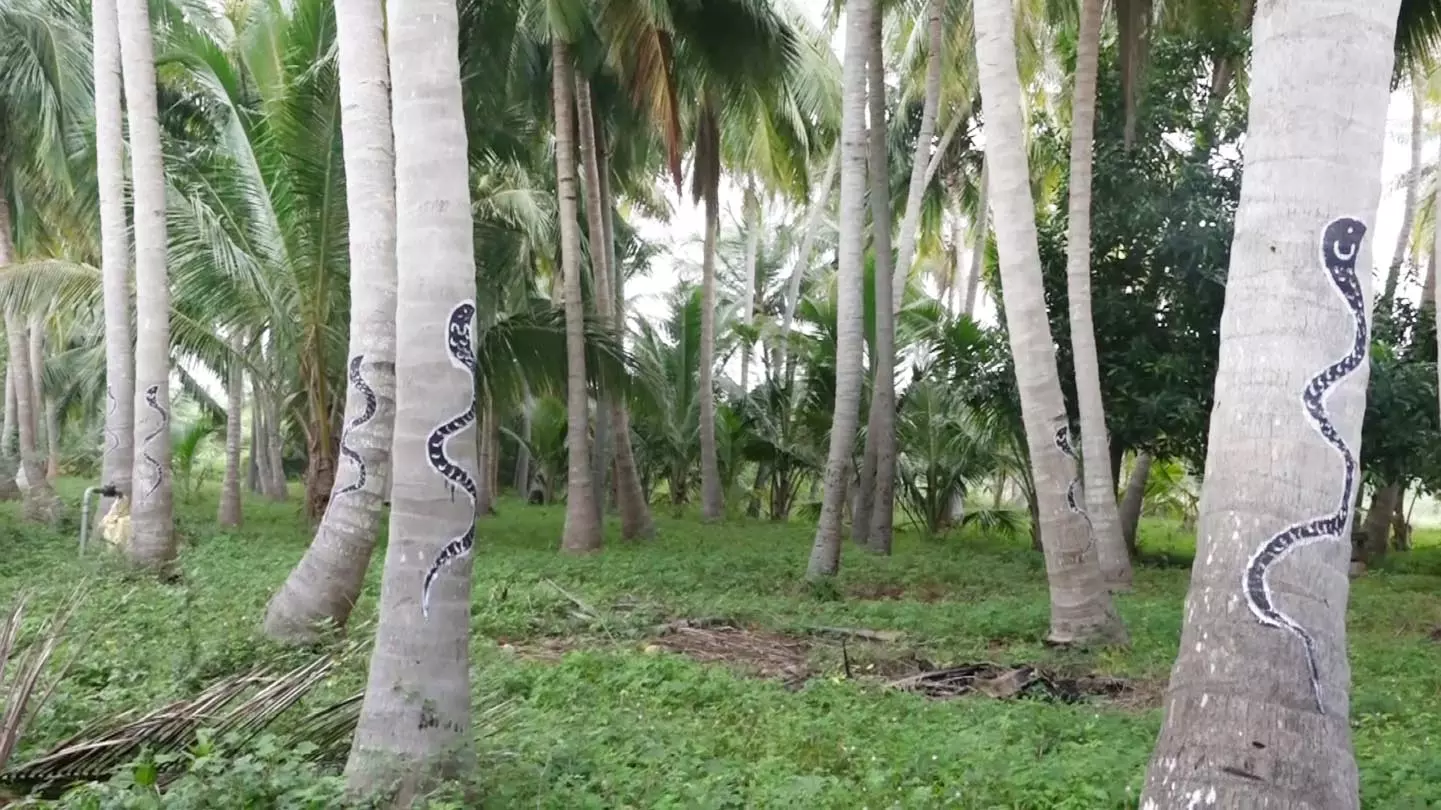 குரங்குகள் அட்டகாசத்தை தடுக்க தென்னை மரங்களில் பாம்பு ஓவியம் குரங்குகள் அட்டகாசத்தை தடுக்க தென்னை மரங்களில் பாம்பு ஓவியம்