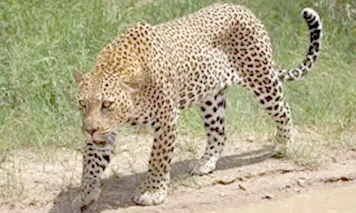 தளி அருகேயுள்ள பூத்தனஅள்ளி கிராமத்தில்   குடியிருப்பு பகுதியில் உலாவிய சிறுத்தைப்புலி கன்றுக்குட்டியை கொன்றது