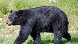 கோத்தகிரியில் குடியிருப்பில் புகுந்த கரடி