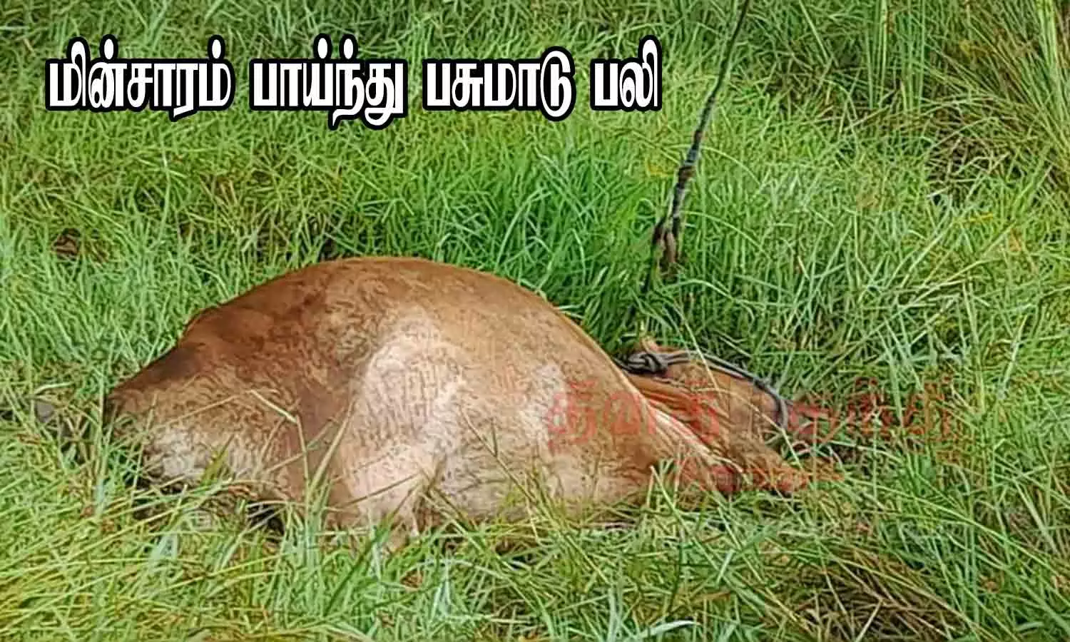 மின்சாரம் பாய்ந்து பசுமாடு பலி