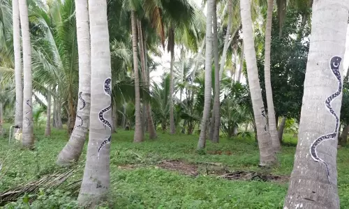 குரங்குகள் அட்டகாசத்தை தடுக்க தென்னை மரங்களில் பாம்பு ஓவியம்