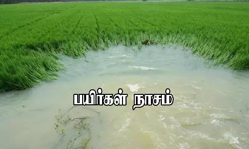 புயல் மழையால் 2,243 ஹெக்டேர் பயிர்கள் நாசம்