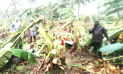 கல்பட்டு கிராமத்தில் வாழைத்தோட்டங்கள் சேதம்