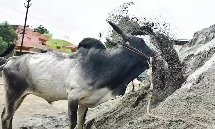 ஜல்லிக்கட்டு போட்டி: காளைகளுக்கு வழங்கப்படும் உணவுகள் ஜல்லிக்கட்டு போட்டி: காளைகளுக்கு வழங்கப்படும் உணவுகள்