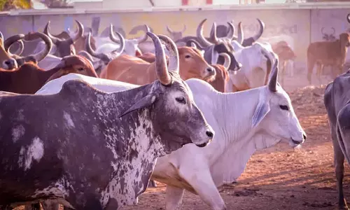 காங்கேயம் இன மாடுகள் - ரூ.15 லட்சத்துக்கு விற்பனை