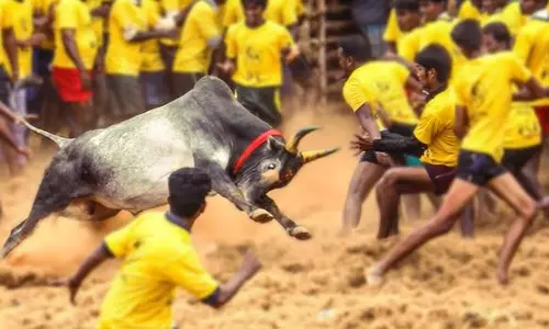 தமிழ்நாட்டில் ஜல்லிக்கட்டு போட்டிகள் திட்டமிட்டபடி நடத்தப்படும்- அரசு ஏற்பாடுகள் தீவிரம்