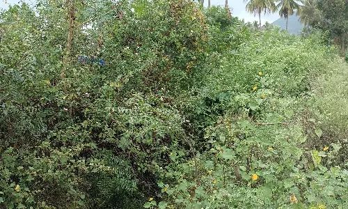 நிரம்பிய தொப்பையாறு அணை திறக்கப்படும் நிலையில்   பாசன கால்வாய்கள் முன்கூட்டியே தூர்வாரப்படுமா?  -விவசாயிகள் எதிர்பார்ப்பு