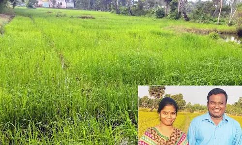 பாரம்பரிய நெல் ரகங்களை பயிரிட்டு மரபுகளை மீட்டெத்து வரும் தம்பதி