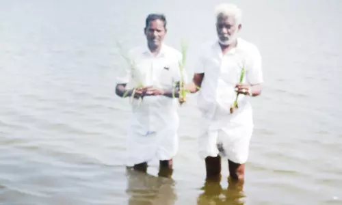 கடல்நீர் புகுந்து 100 ஏக்கர் பயிர்கள் சேதம்