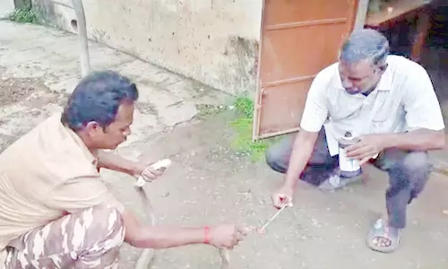 காயமடைந்த பாம்பை ஆஸ்பத்திரிக்கு கொண்டு சிகிச்சை அளித்த வாலிபர்