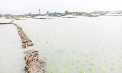 புயல் மழையால் 4000 ஏக்கர் பயிர்கள் சேதம்