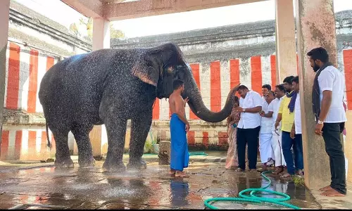 சங்கரன்கோவில் கோவில் யானை கோமதிக்கு ஷவர், மின்விசிறி வசதி - ராஜா எம்.எல்.ஏ. ஏற்பாட்டில் வழங்கப்பட்டது