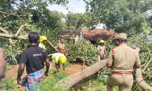 ஆலமரக்கிளை முறிந்து விழுந்து மூதாட்சி காயம்