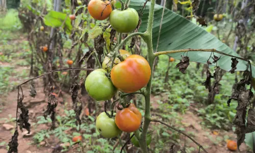 மேட்டுப்பாளையத்தில்   வரத்து குறைவால் தக்காளி விலை அதிகரிப்பு
