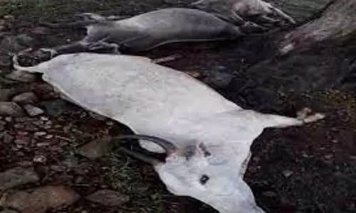 மின்னல் தாக்கி மாடு சாவு