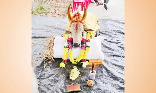 மாடு விடும் விழாவில் பரிசுகளை வென்ற அஞ்சா சிங்கம் காளை திடீர் சாவு