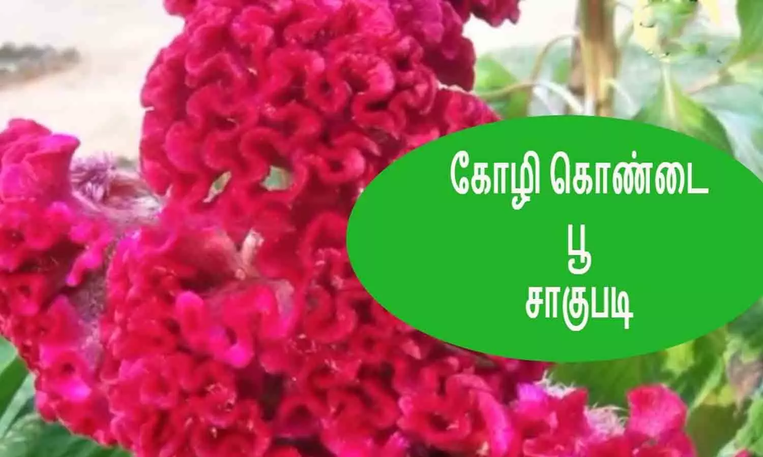 கோழிக்கொண்டை பூக்கள் விளைச்சல் பாதிப்பு - விவசாயிகள் கவலை கோழிக்கொண்டை பூக்கள் விளைச்சல் பாதிப்பு - விவசாயிகள் கவலை