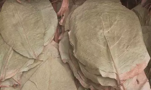 படகில் இலங்கைக்கு கடத்த முயன்ற ரூ.30 லட்சம் மதிப்பிலான பீடி இலை பறிமுதல்- 6 பேர் சிக்கினர்