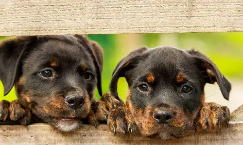 நாய்குட்டியின் காது, வாலை அறுத்து உப்பு தடவி தின்ற வாலிபர்கள்- போலீசார் வழக்கு பதிவு செய்து தேடுகிறார்கள்