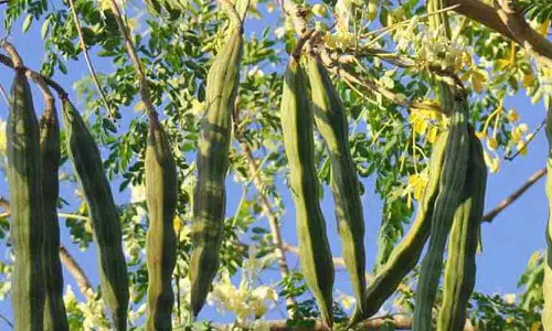 விளைச்சல் பாதிப்பால் - முருங்கைக்காய்களுக்கு தட்டுப்பாடு