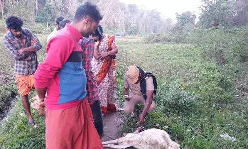 கூடலூர் அருகே ஆட்ைட அடித்து கொன்ற புலி