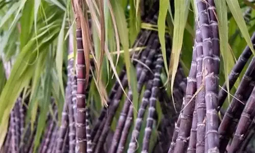 பொங்கல் பண்டிகையையொட்டி சேலம் மண்டலத்தில்   செங்கரும்பு சாகுபடி தீவிரம்