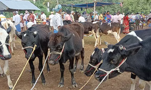 ரூ.85 லட்சத்துக்கு கால்நடைகள் விற்பனை