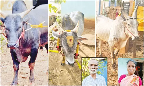களவாடப்படும் ஜல்லிக்கட்டு காளைகள்: பறிகொடுத்துவிட்டு பரிதவிப்பில் உரிமையாளர்கள்