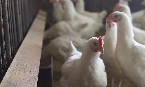 பறவை காய்ச்சல் தடுப்பு நடவடிக்கை: உடுமலை தமிழக-கேரள எல்லையில் தீவிர கண்காணிப்பு