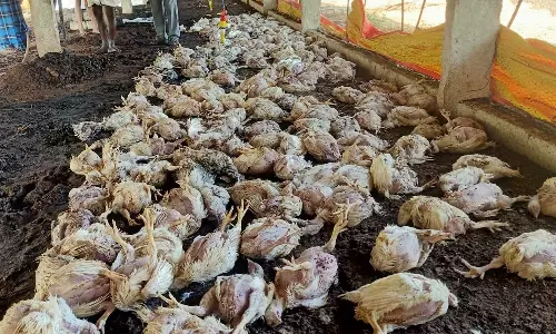 வாணியம்பாடி அருகே தீ விபத்தில் 300 கோழிகள் கருகி பலி