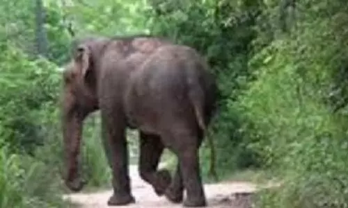 மஞ்சூர்-கோவை சாலையில்  அரசு பஸ்-வாகனங்களை வழிமறித்த காட்டு யானைகள்